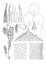 Image: R.C. Wagstaff © Landcare Research 2017 